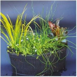 Multipack Da 4 Piante Palustri Per Laghetto Con Terriccio E Cesto Quadrato 20 Cm