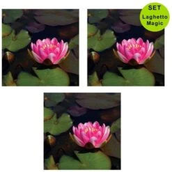 Multipack Da 3 Pz Ninfea Rossa Pianta Per Laghetto In Vaso Piante Acquatiche Laghetto Magic