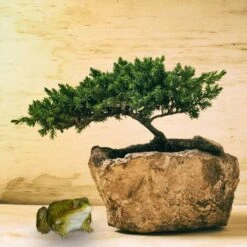 Relaxdays Rana Da Giardino Decorativa, Resistente Alle Intemperie, Per Esterno, Pietra Artificiale, Verde -Giardino di Lusso 13235346 5