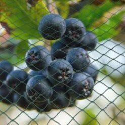 Randaco Rete Da Giardino Rete Anti Uccelli Verde Rete Di Protezione Proteggere Piante Frutta Fiori Alberi Allontana Gli Animali Rete A Maglia 2x5M