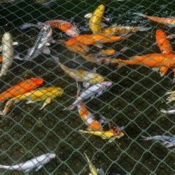 Randaco Rete Da Giardino Rete Anti Uccelli Verde Rete Di Protezione Proteggere Piante Frutta Fiori Alberi Allontana Gli Animali Rete A Maglia 2x5M 10 Randaco Rete Da Giardino Rete Anti Uccelli Verde Rete Di Protezione Proteggere Piante Frutta Fiori Alberi Allontana Gli Animali Rete A Maglia 2x5M -Giardino di Lusso 93288761 4