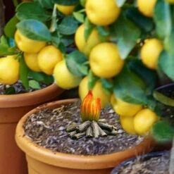 Gnomo Da Giardino Statua Mini Gnomo Da Giardino In Resina Umorismo Decorazioni Per Esterni Per Pala Meraviglioso Ornamento Regalo -Giardino di Lusso 98387698 3